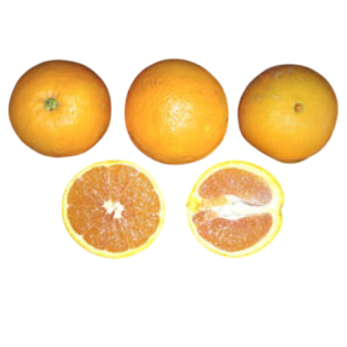 Compra NARANJO CARA CARA - 17 en la tienda online Fito Agrícola
