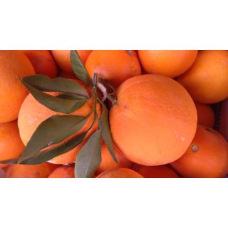 Compra NARANJO NAVELINO - 17 en la tienda online Fito Agrícola