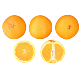 Compra NAVEL WASHINGTON FOYOS - 17 en la tienda online Fito Agrícola