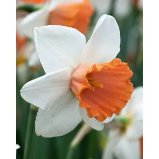 Compra NARCISOS CHROMACOLOR (100 Unid.). en la tienda online Fito Agrícola