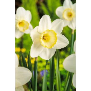 Compra NARCISOS FROSTY SNOW (100 Unid.). en la tienda online Fito Agrícola