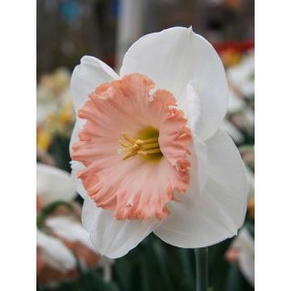 Compra NARCISOS MON CHERI (100 Unid.). en la tienda online Fito Agrícola