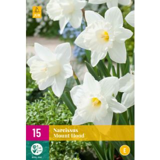 Compra NARCISOS MOUNT HOOD XXL en la tienda online Fito Agrícola