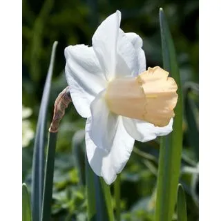 Compra NARCISOS SALOME (100 Unid.). en la tienda online Fito Agrícola