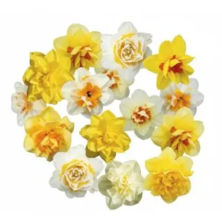 Compra NARCISOS DOBLES MIX (100 Unid.). en la tienda online Fito Agrícola