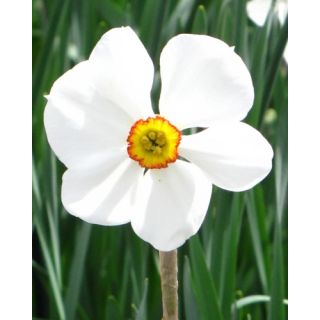 Compra NARCISOS ACTAEA (100 Unid.). en la tienda online Fito Agrícola