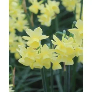 Compra NARCISOS ANGELS BREATH (100 Unid.). en la tienda online Fito Agrícola