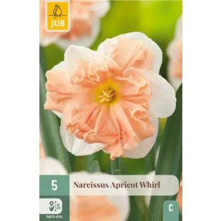 Compra NARCISOS APRICOT WHIRL en la tienda online Fito Agrícola