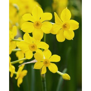 Compra NARCISOS BABY BOOMER (100 Unid.). en la tienda online Fito Agrícola