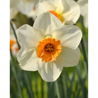 Compra NARCISOS BARRETT BROWNING (100 Unid.). en la tienda online Fito Agrícola