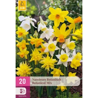 Compra NARCISOS BOTANICOS MIX XXL en la tienda online Fito Agrícola