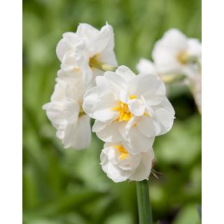 Compra NARCISOS BRIDAL CROWN (100 Unid.). en la tienda online Fito Agrícola