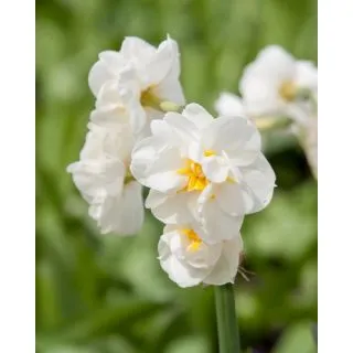 Compra NARCISOS BRIDAL CROWN (100 Unid.). en la tienda online Fito Agrícola