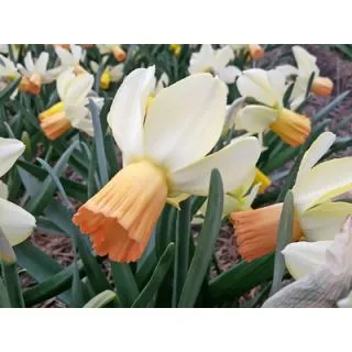 Compra NARCISOS CARICE (100 Unid.). en la tienda online Fito Agrícola