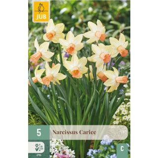 Compra NARCISOS CARICE en la tienda online Fito Agrícola