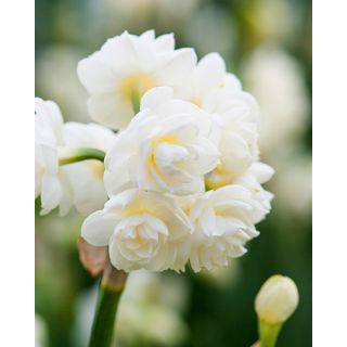 Compra NARCISOS CHEERFULNESS (100 Unid.). en la tienda online Fito Agrícola