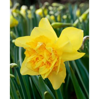 Compra NARCISOS DICK WILDEN (100 Unid.). en la tienda online Fito Agrícola