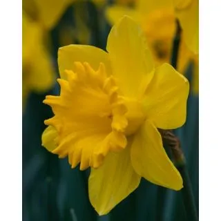 Compra NARCISOS DUTCH MASTER (100 Unid.). en la tienda online Fito Agrícola