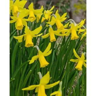 Compra NARCISOS FEBRUARY GOLD (100 Unid.). en la tienda online Fito Agrícola