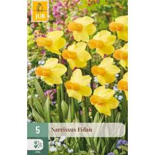 Compra NARCISOS FIDAN en la tienda online Fito Agrícola