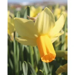 Compra NARCISOS FIDAN (100 Unid.). en la tienda online Fito Agrícola