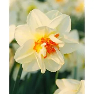 Compra NARCISOS FLOWER DRIFT (100 Unid.). en la tienda online Fito Agrícola