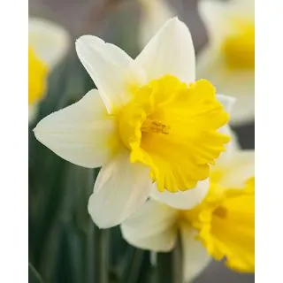 Compra NARCISOS GOBLET (100 Unid.). en la tienda online Fito Agrícola