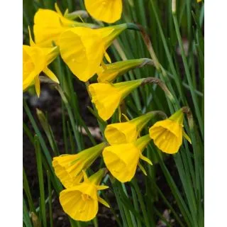 Compra NARCISOS GOLDEN BELLS (100 Unid.). en la tienda online Fito Agrícola