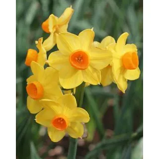 Compra NARCISOS GRAND SOLEIL D'OR (100 Unid.). en la tienda online Fito Agrícola