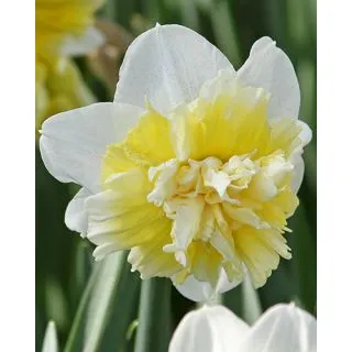 Compra NARCISOS ICE KING (100 Unid.). en la tienda online Fito Agrícola