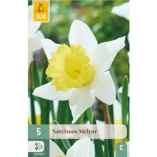Compra NARCISOS MELYOR en la tienda online Fito Agrícola