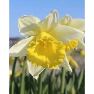 Compra NARCISOS MELYOR (100 Unid.). en la tienda online Fito Agrícola