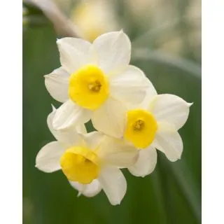 Compra NARCISOS MINOW (100 Unid.). en la tienda online Fito Agrícola