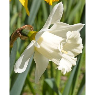 Compra NARCISOS MOUNT HOOD (100 Unid.). en la tienda online Fito Agrícola