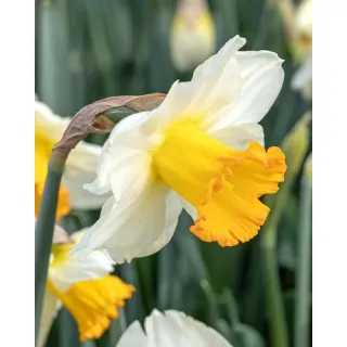 Compra NARCISOS ORANGE SUNSET (100 Unid.). en la tienda online Fito Agrícola