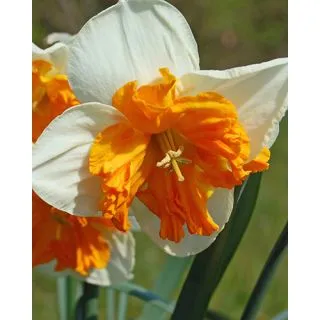 Compra NARCISOS ORANGERY (100 Unid.). en la tienda online Fito Agrícola