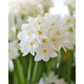 Compra NARCISOS PAPERWHITE (100 Unid.). en la tienda online Fito Agrícola