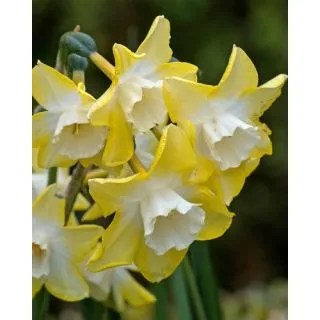 Compra NARCISOS PIPIT (100 Unid.). en la tienda online Fito Agrícola