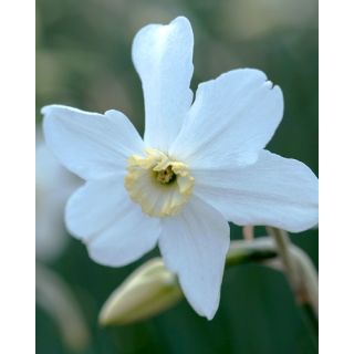 Compra NARCISOS POLAR ICE (100 Unid.). en la tienda online Fito Agrícola