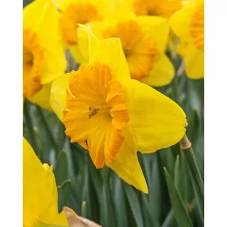 Compra NARCISOS PRIDE OF LIONS (100 Unid.). en la tienda online Fito Agrícola