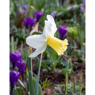 Compra NARCISOS PRINSES AMALIA (100 Unid.). en la tienda online Fito Agrícola