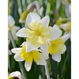 Compra NARCISOS PROM DANCE (100 Unid.). en la tienda online Fito Agrícola