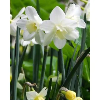 Compra NARCISOS PUEBLO (100 Unid.). en la tienda online Fito Agrícola