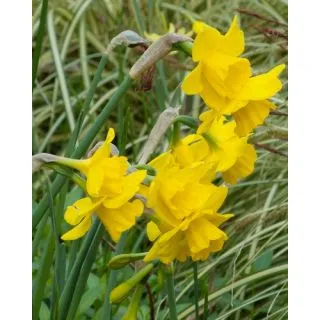 Compra NARCISOS QUAIL (100 Unid.). en la tienda online Fito Agrícola