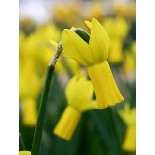 Compra NARCISOS RAPTURE (100 Unid.). en la tienda online Fito Agrícola