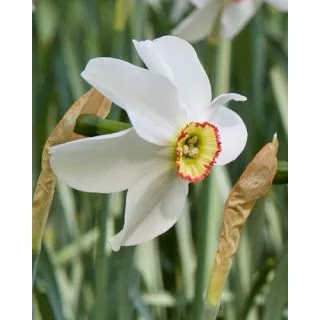 Compra NARCISOS RECURVUS (100 Unid.). en la tienda online Fito Agrícola