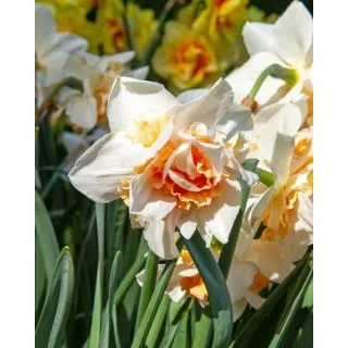 Compra NARCISOS REPLETE (100 Unid.). en la tienda online Fito Agrícola