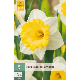Compra NARCISOS ROSEWARNE en la tienda online Fito Agrícola