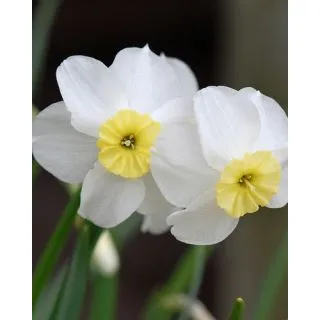 Compra NARCISOS SEGOVIA (100 Unid.). en la tienda online Fito Agrícola