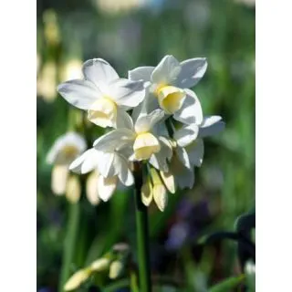 Compra NARCISOS SILVER CHIMES (100 Unid.). en la tienda online Fito Agrícola